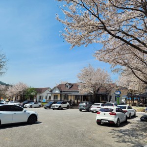 봄 체험  "꽃잎 흩날리는 연봉정마을 봄, …